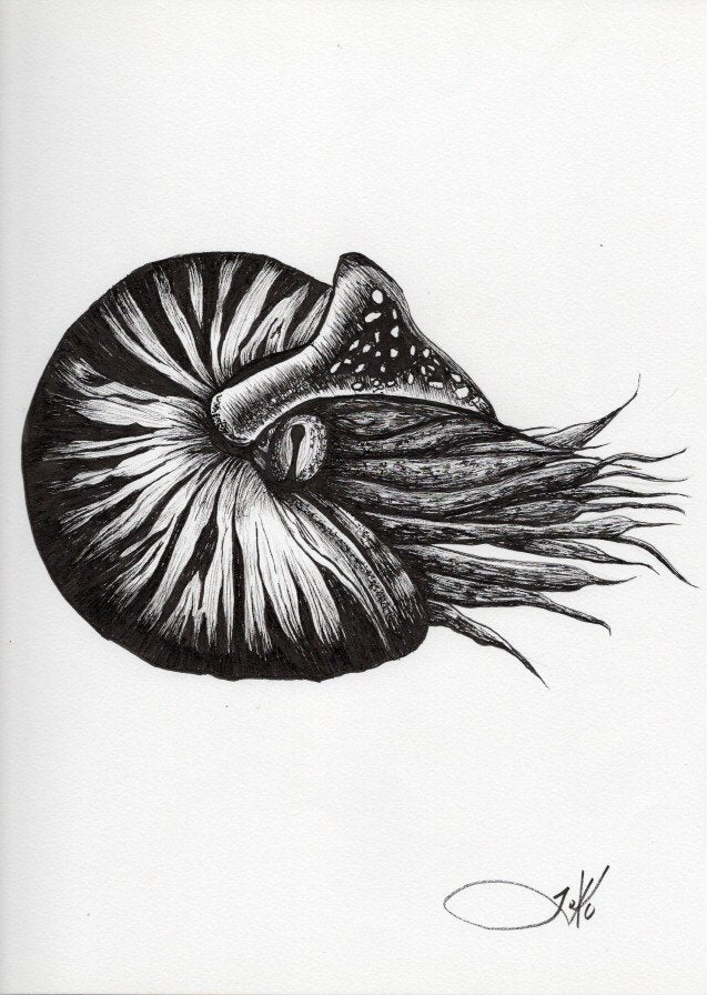 Nautilus 1 (Original)