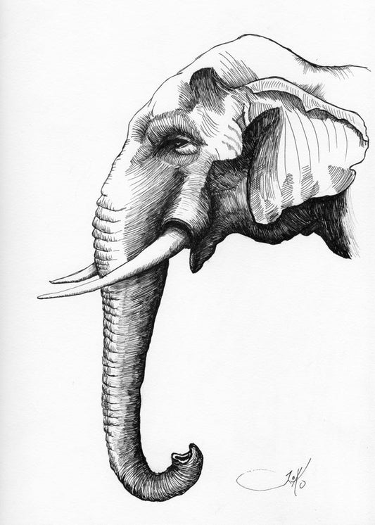 Elephant 2