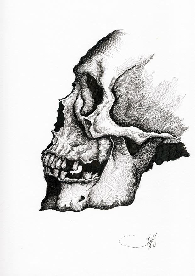 Profile Skull Study