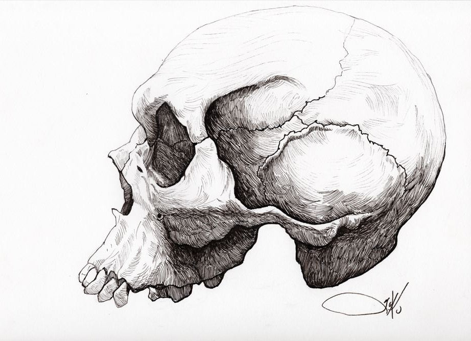 Skull Profile