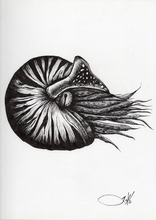 Nautilus 1 (Original)