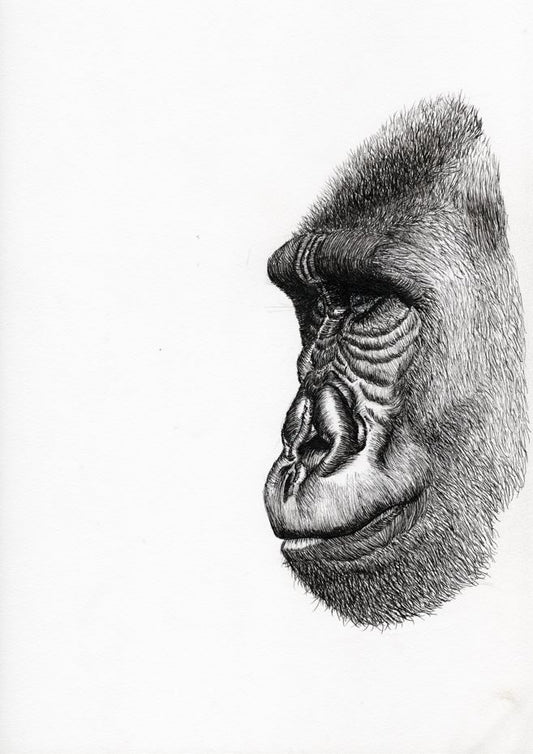 Gorilla