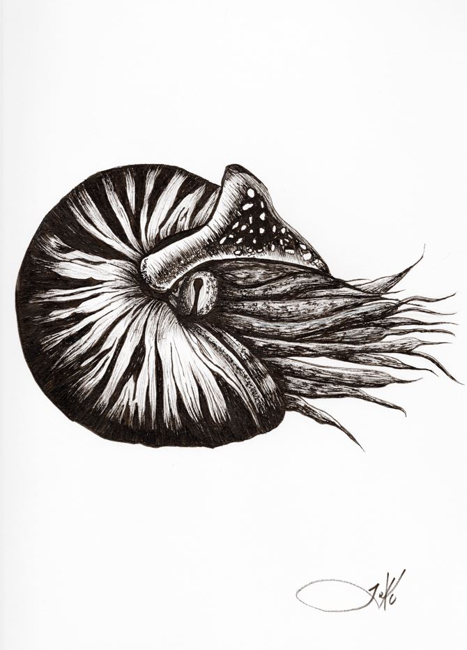 Nautilus