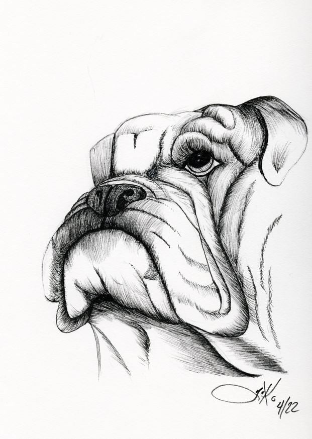 English Bulldog