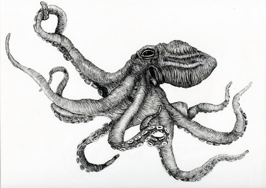 Octopus